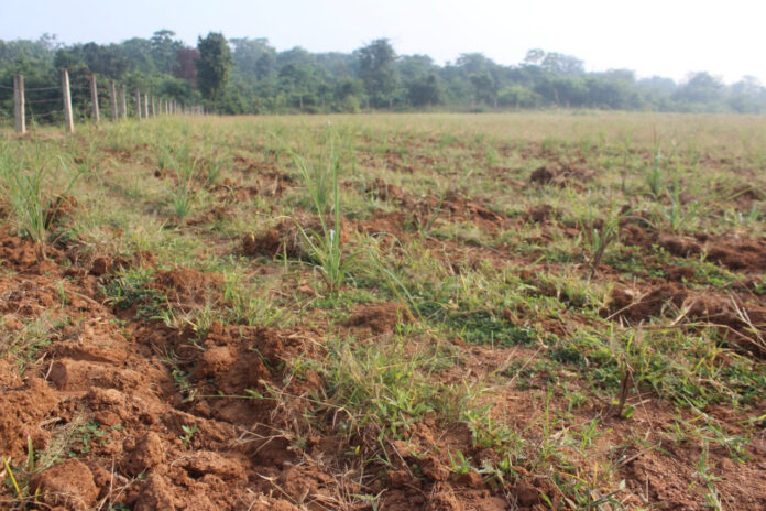 लेमनग्रास -किसानों के लिए कम पानी में ज्यादा कमाई का साधन