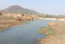 मनरेगा से पनारी नाले का जीर्णोद्धार : 1200 ग्रामीणों को पेयजल व सिंचाई का लाभ