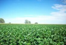 यूरिया का प्रभावी विकल्प बन रही हरी खाद, जशपुर में 600 हेक्टेयर में प्रदर्शन यूरिया का प्रभावी विकल्प बन रही हरी खाद, जशपुर में 600 हेक्टेयर में प्रदर्शन