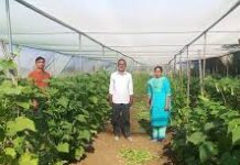 राष्ट्रीय बागवानी मिशन: किसान मनीष मिश्रा ने खीरे की फसल से प्राप्त की 02 लाख रुपये की आमदनी राष्ट्रीय बागवानी मिशन: किसान मनीष मिश्रा ने खीरे की फसल से प्राप्त की 02 लाख रुपये की आमदनी