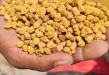 धमतरी में समर्थन मूल्य चना खरीदी ने पकड़ी रफ्तार…76 हज़ार क्विंटल की हुई खरीदी धमतरी में समर्थन मूल्य चना खरीदी ने पकड़ी रफ्तार...76 हज़ार क्विंटल की हुई खरीदी