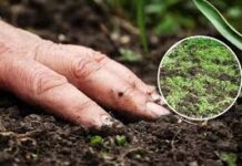 हरी खाद का उपयोग मिट्टी के लिए जीवनदायिनी संजीवनी से कम नहीं हरी खाद का उपयोग मिट्टी के लिए जीवनदायिनी संजीवनी से कम नहीं