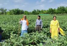 राष्ट्रीय कृषि विकास योजना: छोटे खेत में ग्राफ्टेड बैंगन की खेती से बड़ा मुनाफा राष्ट्रीय कृषि विकास योजना: छोटे खेत में ग्राफ्टेड बैंगन की खेती से बड़ा मुनाफा