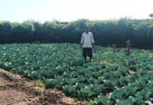 डबरी बनी स्थायी आजीविका का आधार : जल संरक्षण के साथ बढ़ी आय डबरी बनी स्थायी आजीविका का आधार : जल संरक्षण के साथ बढ़ी आय