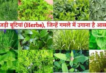 विशेष लेख : छत्तीसगढ़ की जड़ी-बूटियों से महकेगा नारी शक्ति का स्वावलंबन विशेष लेख : छत्तीसगढ़ की जड़ी-बूटियों से महकेगा नारी शक्ति का स्वावलंबन