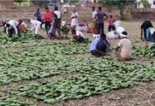 छत्तीसगढ़ में तेंदूपत्ता का समर्थन मूल्य देश में सर्वाधिक छत्तीसगढ़ में तेंदूपत्ता का समर्थन मूल्य देश में सर्वाधिक