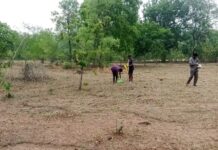 बलौदाबाजार वनमण्डल अंतर्गत व्यापक स्तर पर सीड बॉल रोपण अभियान प्रारम्भ बलौदाबाजार वनमण्डल अंतर्गत व्यापक स्तर पर सीड बॉल रोपण अभियान प्रारम्भ