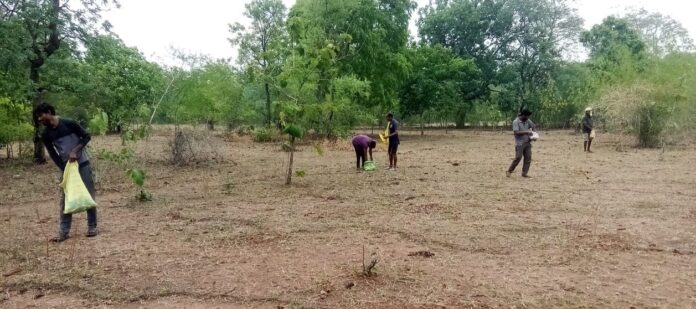 बलौदाबाजार वनमण्डल अंतर्गत व्यापक स्तर पर सीड बॉल रोपण अभियान प्रारम्भ