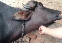 मानसून में बढ़ा गलघोंटू बीमारी का खतरा, पशुपालकों से समय पर टीकाकरण कराने की अपील मानसून में बढ़ा गलघोंटू बीमारी का खतरा, पशुपालकों से समय पर टीकाकरण कराने की अपील