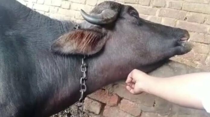 मानसून में बढ़ा गलघोंटू बीमारी का खतरा, पशुपालकों से समय पर टीकाकरण कराने की अपील