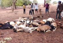 धमतरी में आकाशीय बिजली से 40 भेड़-बकरियों की मौत…सूचना मिलते ही हरकत में आया पशुधन विभाग धमतरी में आकाशीय बिजली से 40 भेड़-बकरियों की मौत...सूचना मिलते ही हरकत में आया पशुधन विभाग
