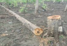 अवैध सागौन और साल लकड़ी परिवहन करते जब्त पिकअप वाहनों की राजसात प्रक्रिया शुरू अवैध सागौन और साल लकड़ी परिवहन करते जब्त पिकअप वाहनों की राजसात प्रक्रिया शुरू