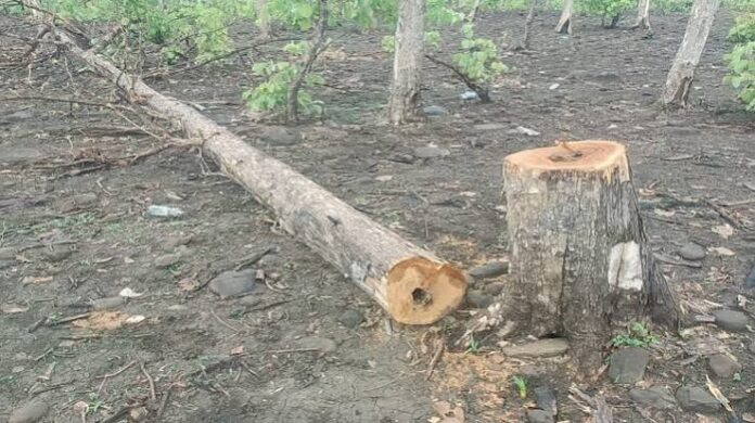अवैध सागौन और साल लकड़ी परिवहन करते जब्त पिकअप वाहनों की राजसात प्रक्रिया शुरू