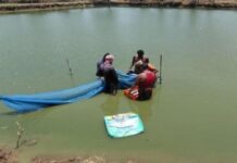 एमसीबी : तालाब बना आत्मनिर्भरता का आधार, वैज्ञानिक मत्स्य पालन से कामिनी की आय में हुआ इजाफा एमसीबी : तालाब बना आत्मनिर्भरता का आधार, वैज्ञानिक मत्स्य पालन से कामिनी की आय में हुआ इजाफा