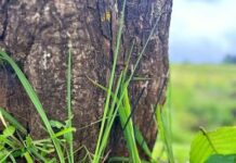 महासमुन्द : नवाखाई (नुआंखाई) ऋषि पंचमी के अवसर पर स्थानीय अवकाश 15 सितंबर को महासमुन्द : नवाखाई (नुआंखाई) ऋषि पंचमी के अवसर पर स्थानीय अवकाश 15 सितंबर को