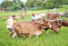 अपनी माटी और खेती-किसानी से मुख्यमंत्री विष्णु देव साय का आत्मीय जुड़ाव अपनी माटी और खेती-किसानी से मुख्यमंत्री श्री विष्णु देव साय का आत्मीय जुड़ाव