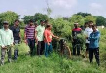 गाजरघास के खिलाफ बीजापुर में जागरूकता की मुहिम, स्कूलों से खेतों तक चला अभियान गाजरघास के खिलाफ बीजापुर में जागरूकता की मुहिम, स्कूलों से खेतों तक चला अभियान
