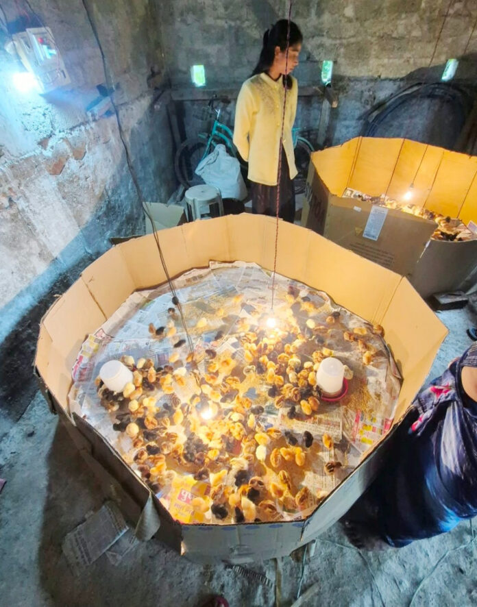 बड़ांजी में देसी मुर्गीपालन से महिलाओं के लिए खुली स्वरोजगार की नई राह