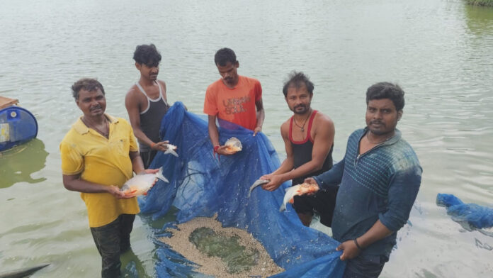 धान के साथ मछली पालन ने बदली किसानों की किस्मत