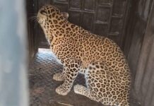 वन एवं पुलिस विभाग की तत्परता से ग्राम सिंघनपुरी में तेंदुए का सुरक्षित रेस्क्यू वन एवं पुलिस विभाग की तत्परता से ग्राम सिंघनपुरी में तेंदुए का सुरक्षित रेस्क्यू
