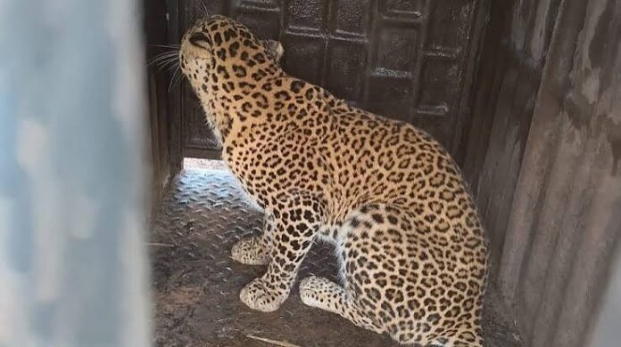 वन एवं पुलिस विभाग की तत्परता से ग्राम सिंघनपुरी में तेंदुए का सुरक्षित रेस्क्यू