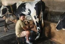 उन्नत नस्ल सुधार और आधुनिक पशुपालन से बदली परदेशी की किस्मत…अब सालाना कमाई 10 लाख रुपए पार उन्नत नस्ल सुधार और आधुनिक पशुपालन से बदली परदेशी की किस्मत...अब सालाना कमाई 10 लाख रुपए पार