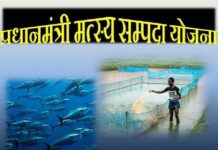 सेवा संकल्प अभियान : प्रधानमंत्री मत्स्य संपदा योजना ने बदली हेमलाल चुरेन्द्र की आर्थिक तस्वीर सेवा संकल्प अभियान : प्रधानमंत्री मत्स्य संपदा योजना ने बदली हेमलाल चुरेन्द्र की आर्थिक तस्वीर