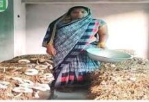 स्व-सहायता समूह से जुड़कर पलसाभाड़ी की 14 महिलाओं ने गढ़ी आजीविका की राह स्व-सहायता समूह से जुड़कर पलसाभाड़ी की 14 महिलाओं ने गढ़ी आजीविका की राह