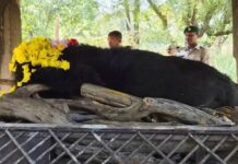नंदनवन जू एवं जंगल सफारी में 25 वर्षीय मादा हिमालयन भालू ‘फफोरी’ की मौत नंदनवन जू एवं जंगल सफारी में 25 वर्षीय मादा हिमालयन भालू ‘फफोरी’ की मौत