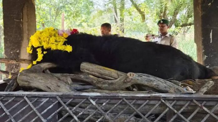 ashif copy नंदनवन जू एवं जंगल सफारी में 25 वर्षीय मादा हिमालयन भालू ‘फफोरी’ की मौत