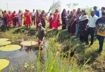 धमतरी : मखाना की खेती से आत्मनिर्भरता की ओर बढ़ रहीं धमतरी की महिलाएं धमतरी : मखाना की खेती से आत्मनिर्भरता की ओर बढ़ रहीं धमतरी की महिलाएं