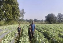 फूलगोभी की उन्नत खेती से प्रमोद सिंह को मिला 1.50 लाख रुपए का लाभ फूलगोभी की उन्नत खेती से प्रमोद सिंह को मिला 1.50 लाख रुपए का लाभ