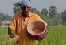 छत्तीसगढ़ में लक्ष्य शत्-प्रतिशत बोनी पूर्ण : अब तक किसानों को 13.40 लाख मीट्रिक टन उर्वरकों का वितरण छत्तीसगढ़ में लक्ष्य शत्-प्रतिशत बोनी पूर्ण : अब तक किसानों को 13.40 लाख मीट्रिक टन उर्वरकों का वितरण